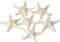 Knobby Starfish 6 Pack Knobby Starfish White 3 to 4 inches